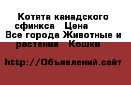 Котята канадского сфинкса › Цена ­ 15 - Все города Животные и растения » Кошки   